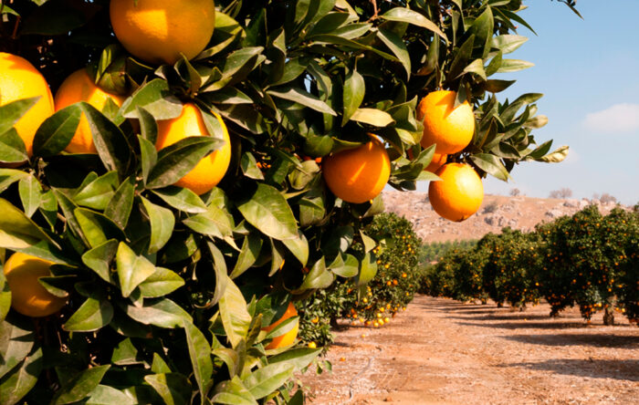 exportaciones-web exportaciones-frutas-y-hortalizas-en-2017