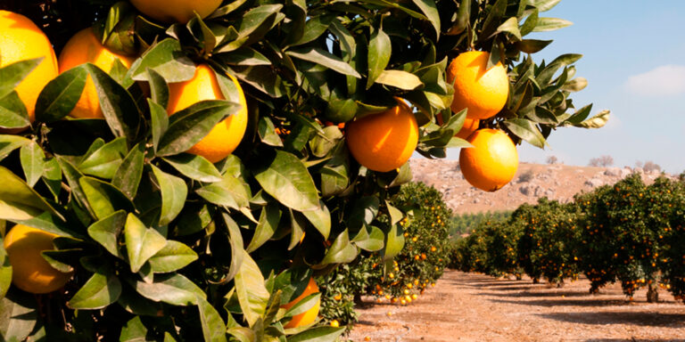 exportaciones-web exportaciones-frutas-y-hortalizas-en-2017