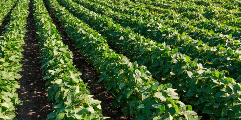 superficie-regadio superficie-regadío-en-España-en-2017