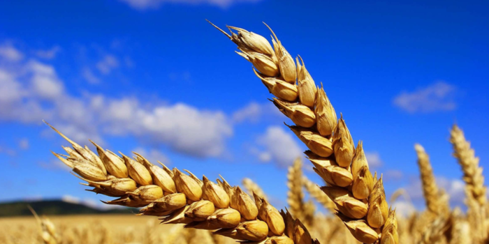 Previsión-cosecha-cereales-iniverno