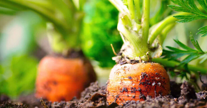 agricultura ecologica