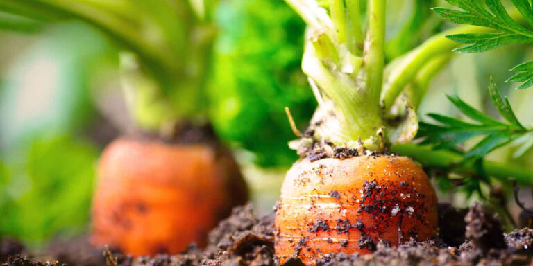 agricultura ecologica agricultura ecologica